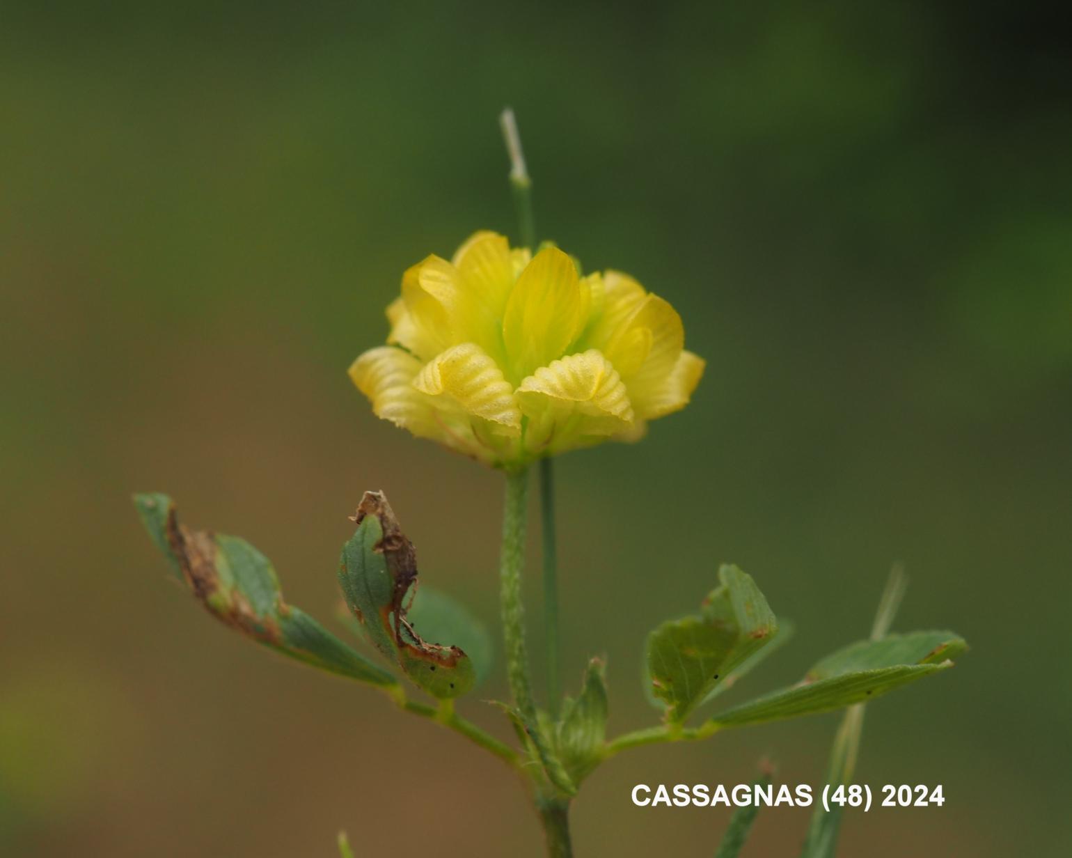 Trefoil, Lesser Yellow